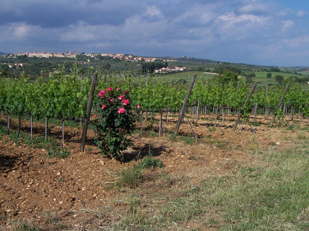 הוילה מליאנו אין טוסקנה Agriturismo La Carlina מראה חיצוני תמונה